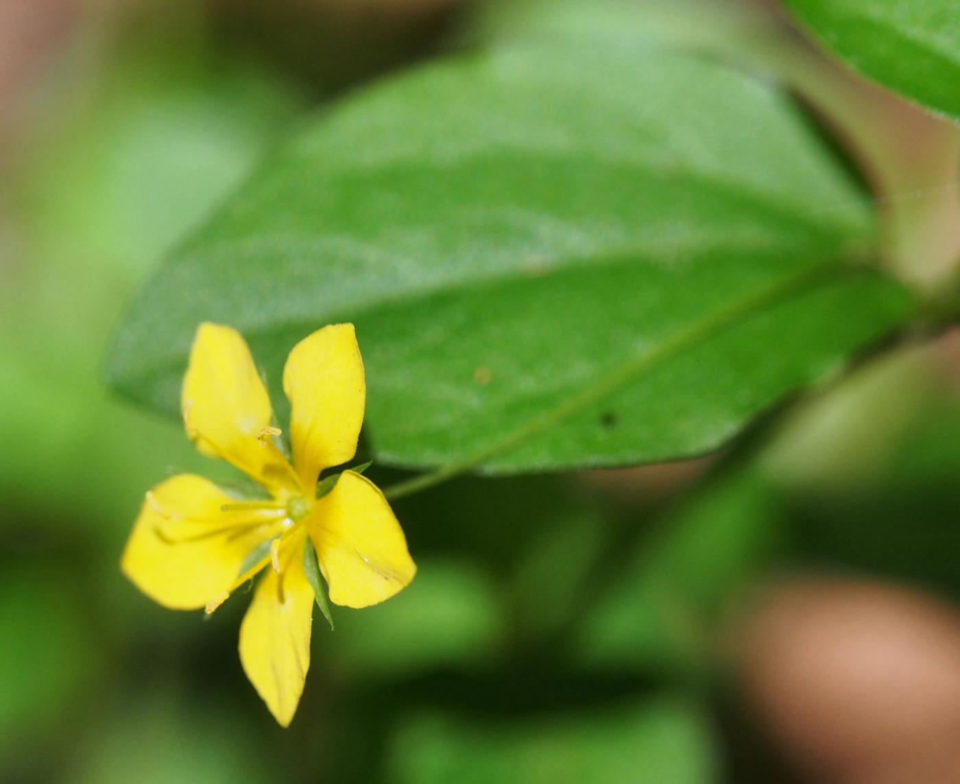 Pimpernel, Yellow flower